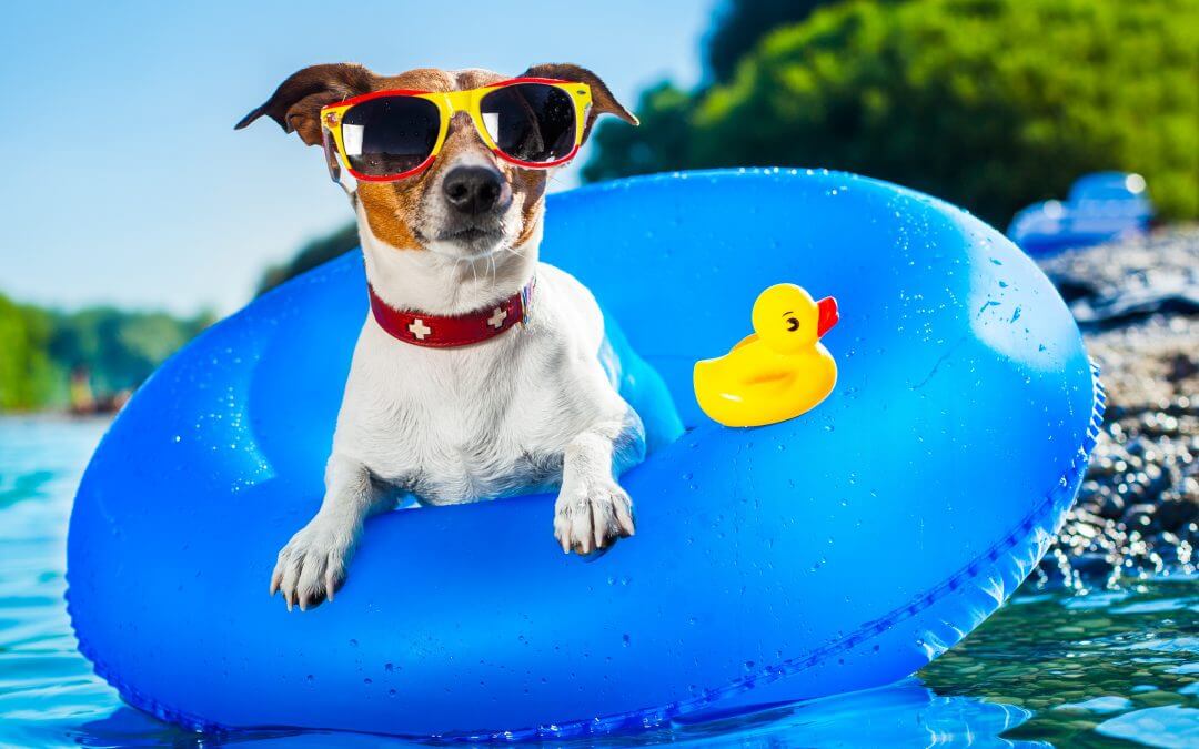 Dog weairng sunglasses in pool floaty with rubber duck