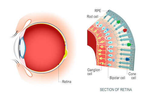 Medical illustration of the retina